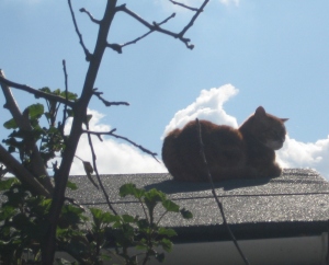 Oscar on the roof.