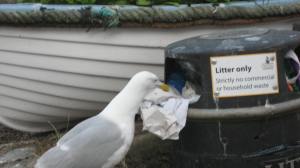 Seagull on recycling duty